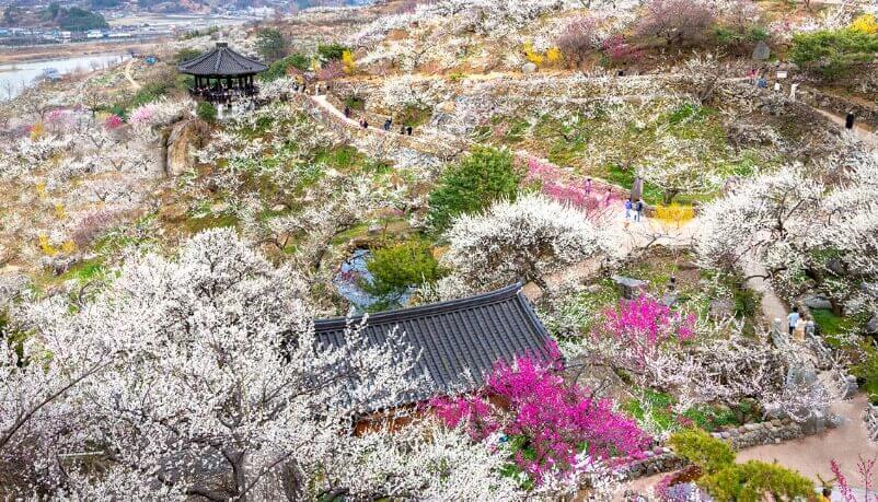 광양매화마을 전경 하얀매화꽃 핀 모습