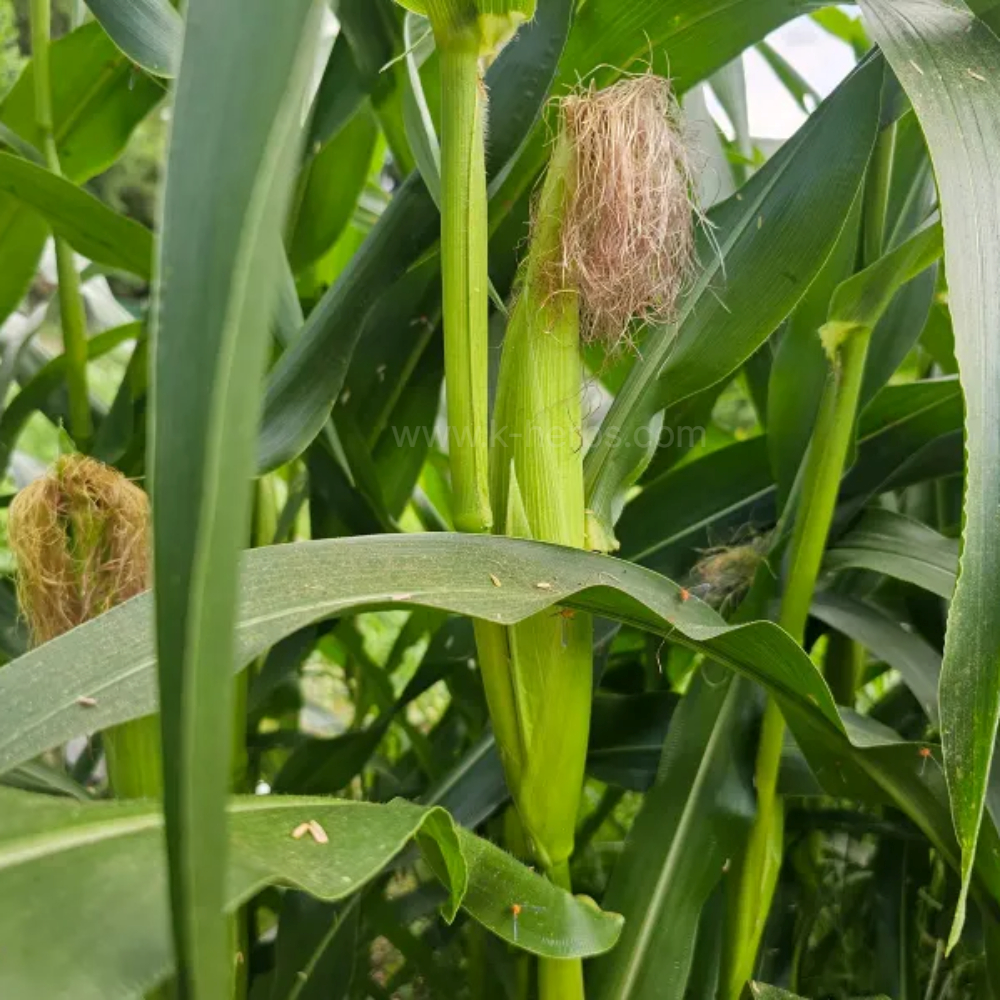 재배중인 옥수수