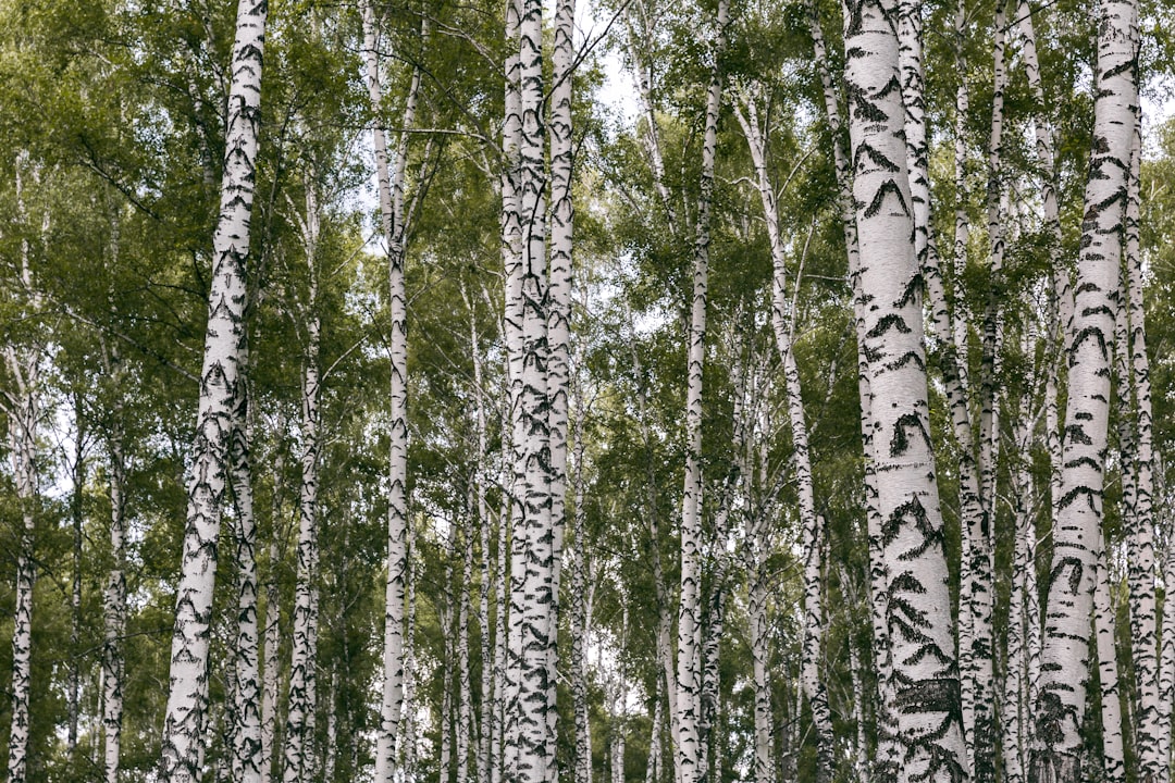 Birch
