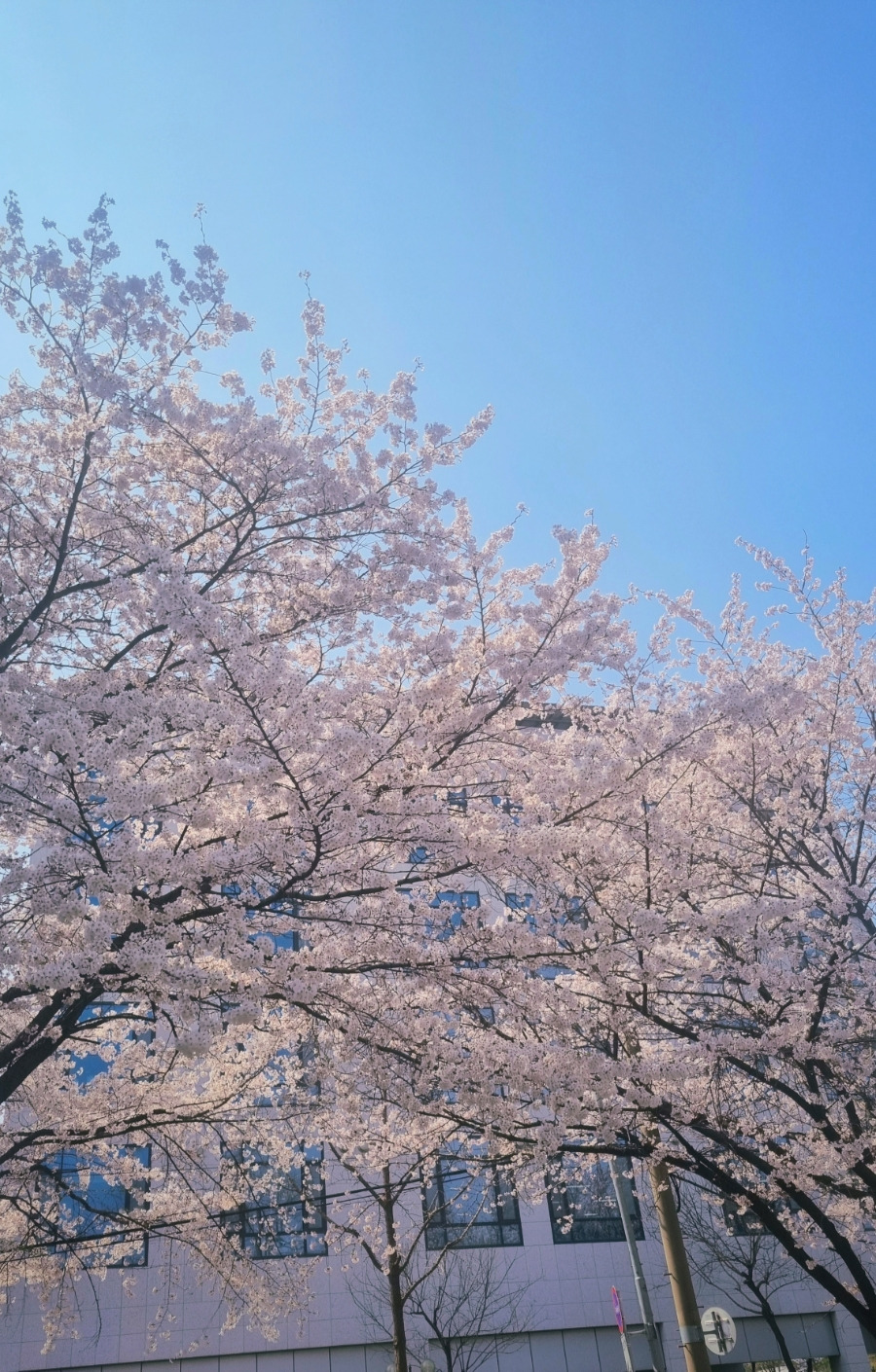 벚꽃개화 신트리공원