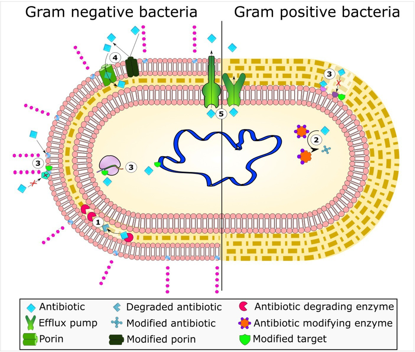 [U00-U99] ⅩⅩⅡ. 특수목적 코드(U00-U99)