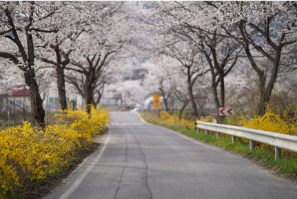 부산 달맞이길 벚꽃 여행 가이드