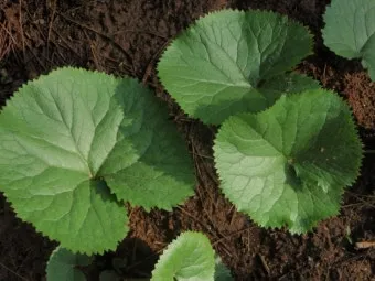 곰취 재배 상토 선택 통풍 관리 병충해 예방_2