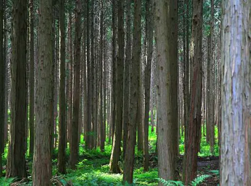 사천케이블카 자연휴양림