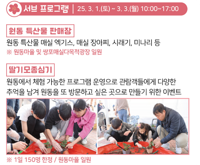 원동매화축제 