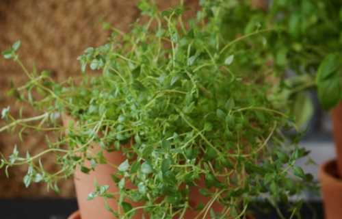 날파리 모기퇴치 식물