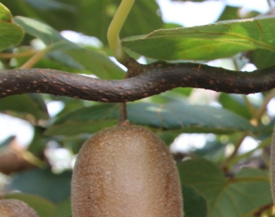 키위 효능 부작용