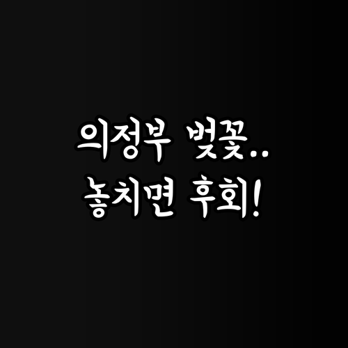 의정부 벚꽃 명소와 만개 시기 대중교..