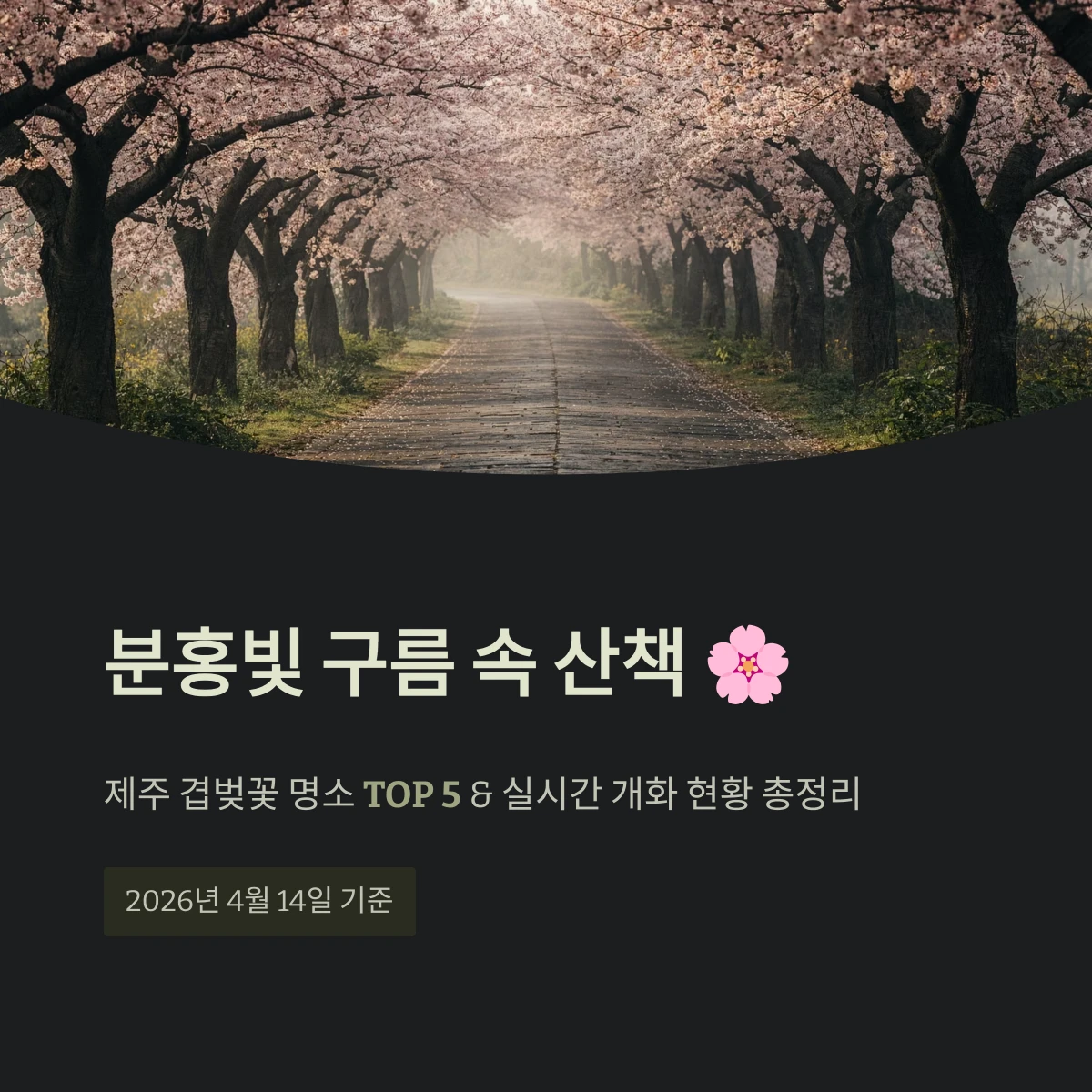 제주 겹벚꽃 명소 TOP 5 & 실시간 개화 현황 총정리
