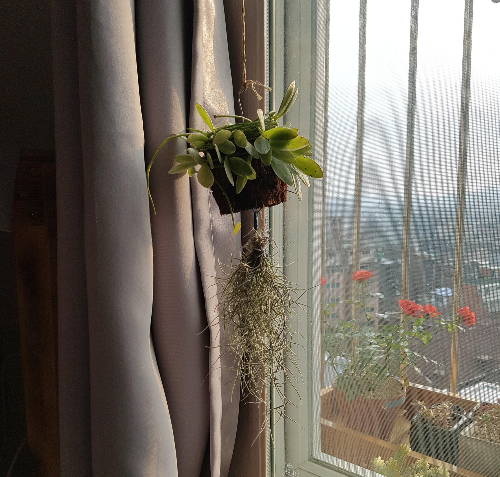 행잉 플랜트 키우기 (수염 틸란드시아, 공간 활용, 관리법)