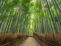 아라시야마 대나무숲과 도게츠교 사진