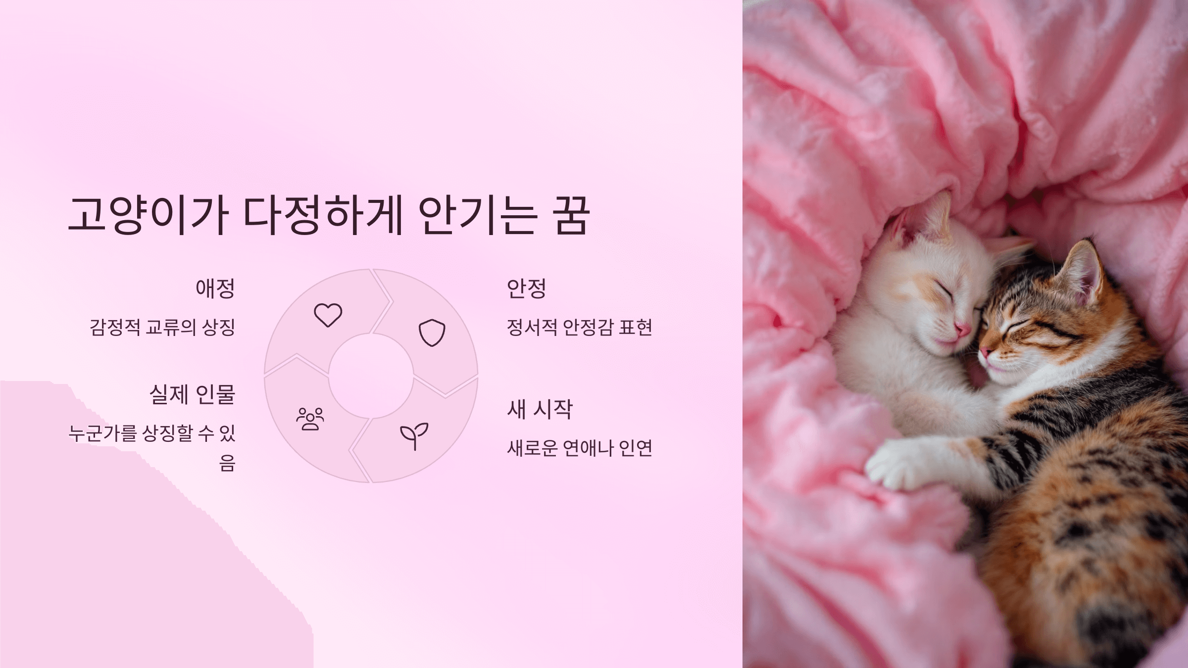 고양이 사진입니다.