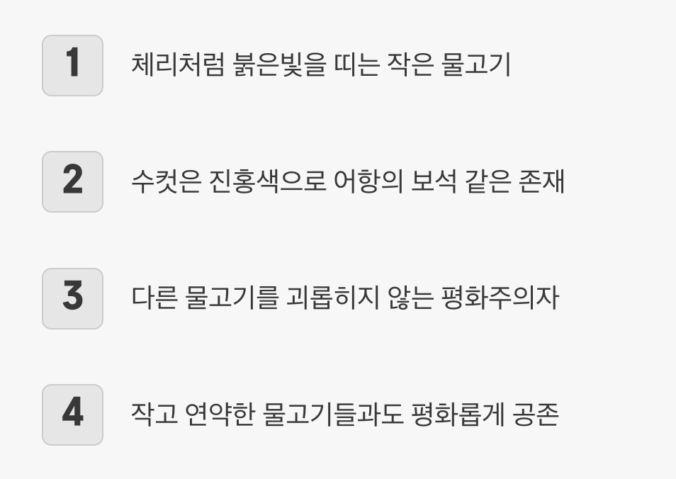 수줍은 붉은 보석, 체리바브