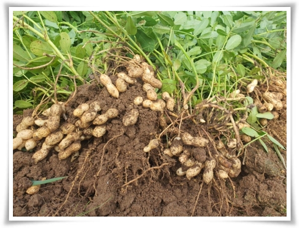 &quot;9월, 땅콩 수확 시작하세요!&quot; 수확 시기/수확/건조/활용법/건강 상 이점