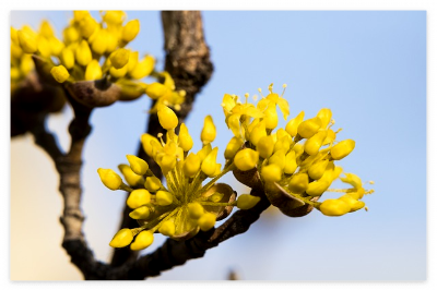 봄날-산수유-노란-감동