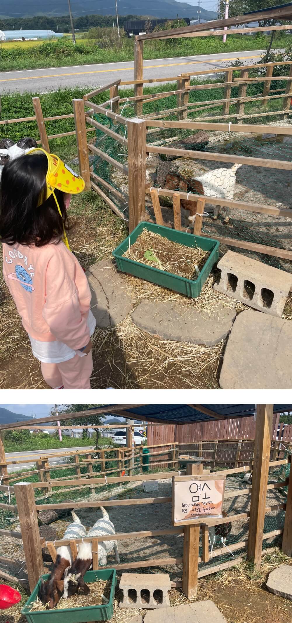 용인-리프-플레이스-염소-먹이-체험