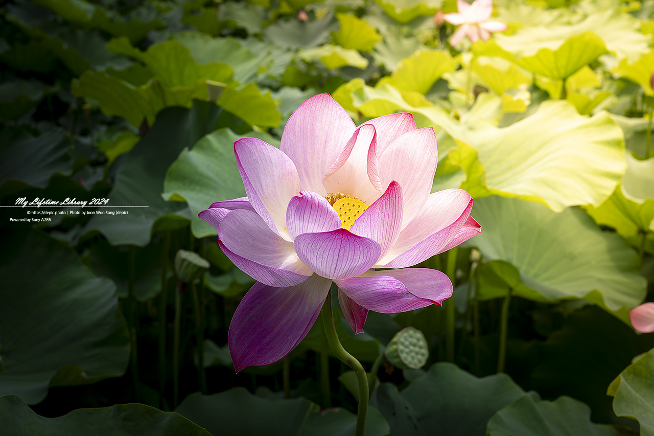 부여 궁남지 연꽃
