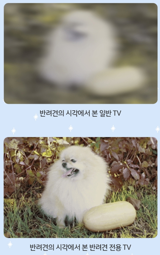 강아지-TV