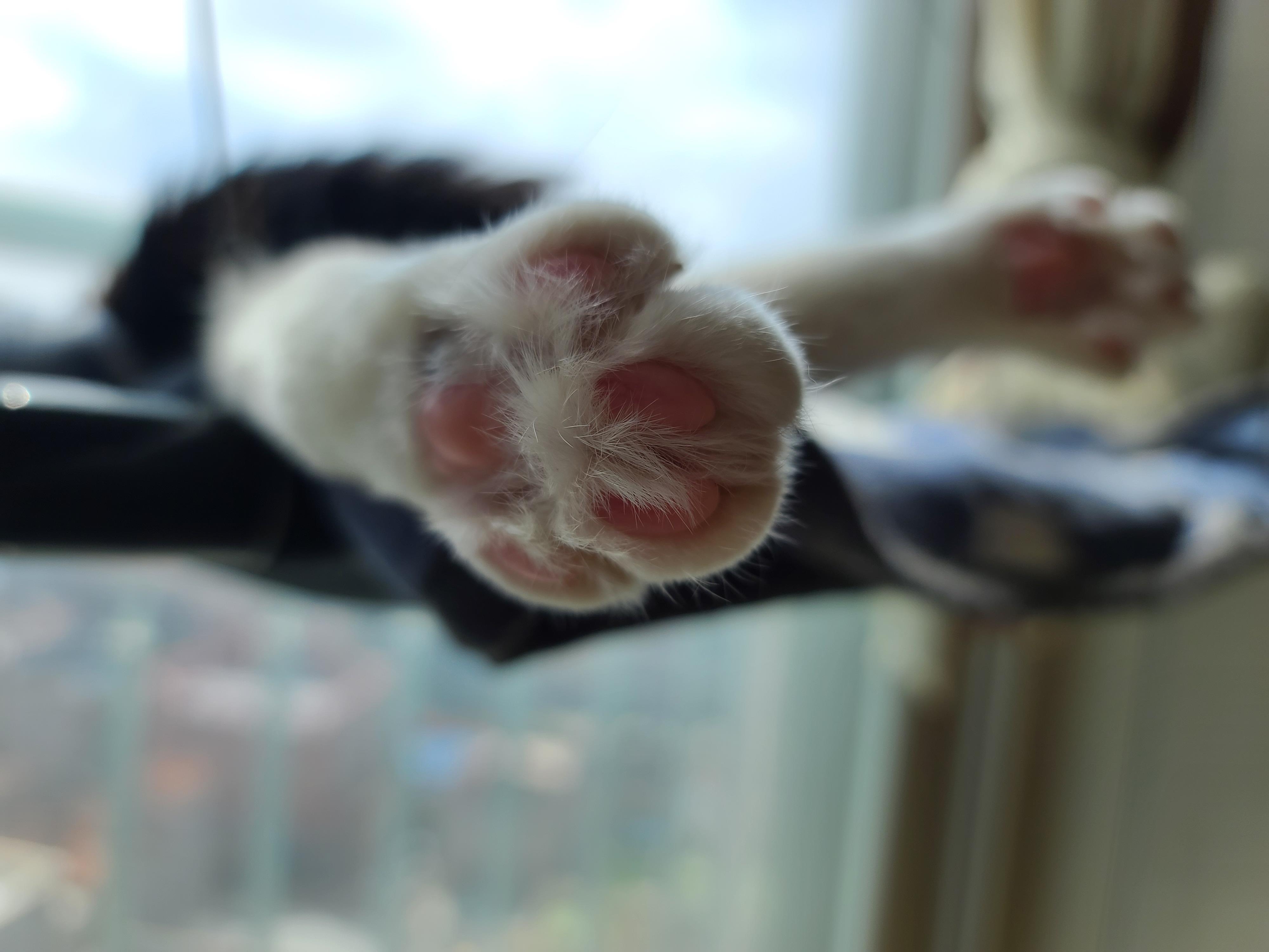 태풍예보로 떠들썩했던 일요일.. 햇빛 받으며 낮잠 즐기는 냥냥이들.