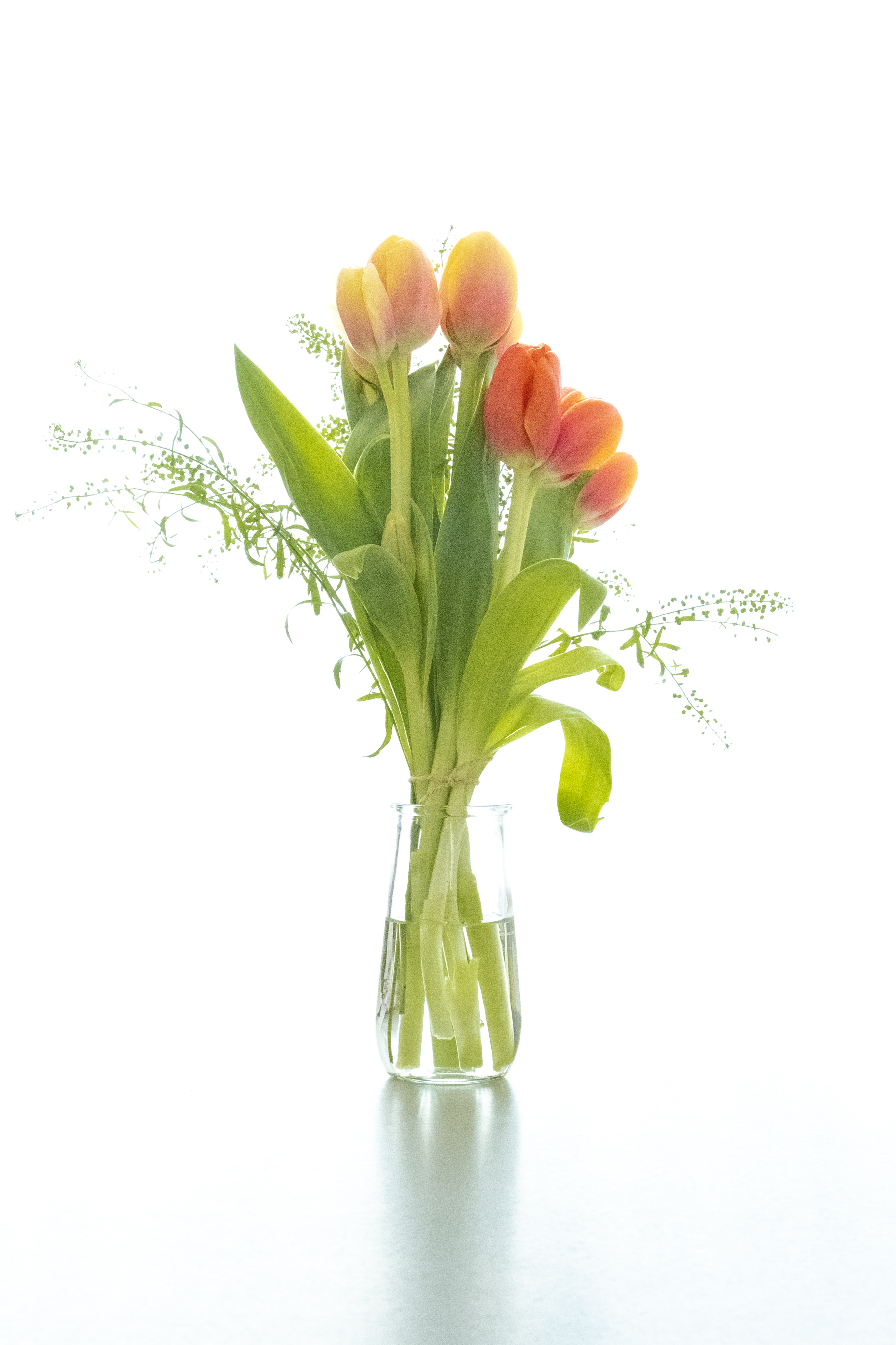200520 tulip day