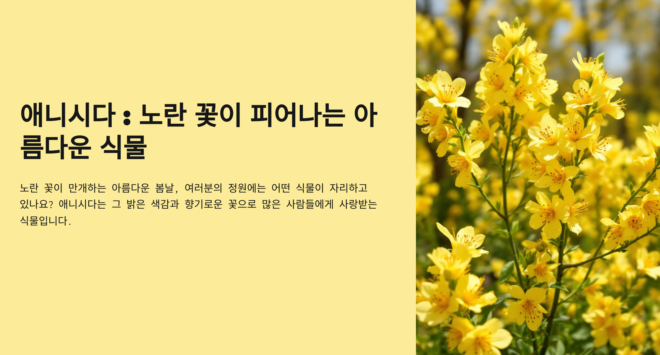 애니시다(금작화)