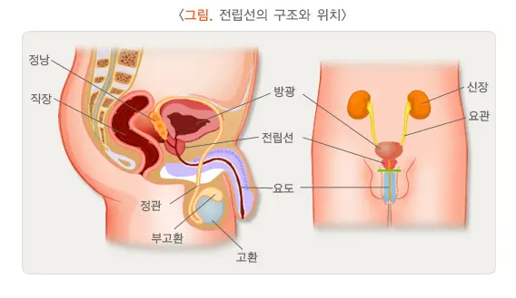 전립선-구조-이미지