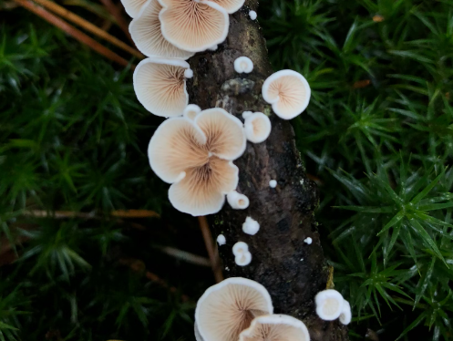 상황버섯 끓이는 법