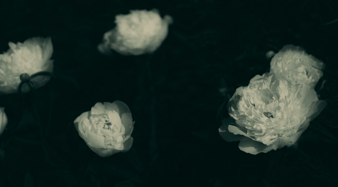 'Sokrisan'