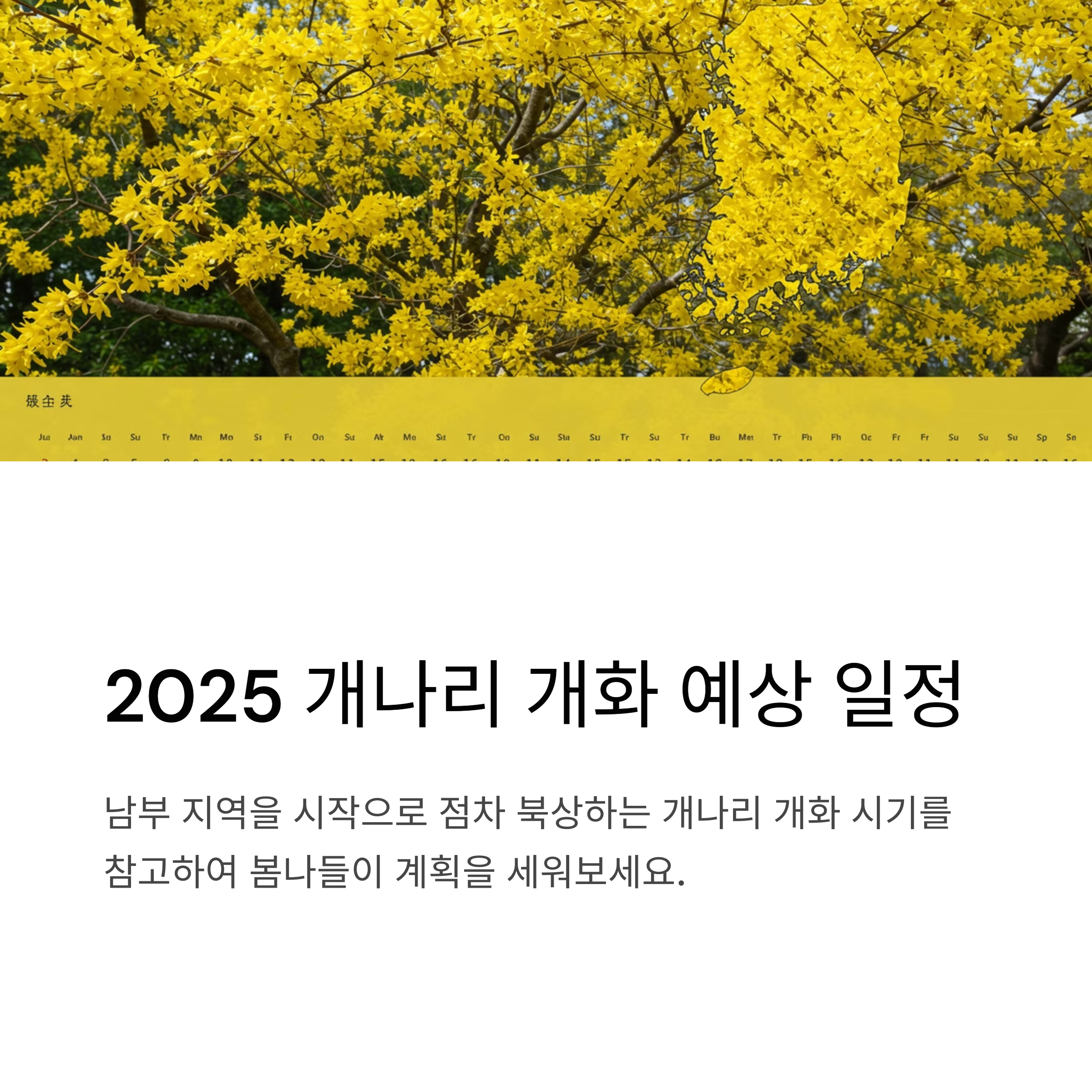 2025 개나리 개화 예상 일정
