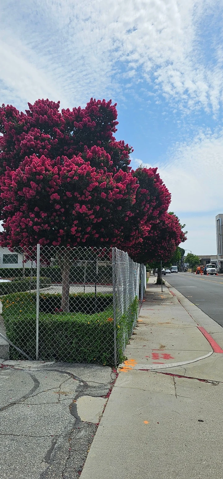 진한 분홍색의 꽃