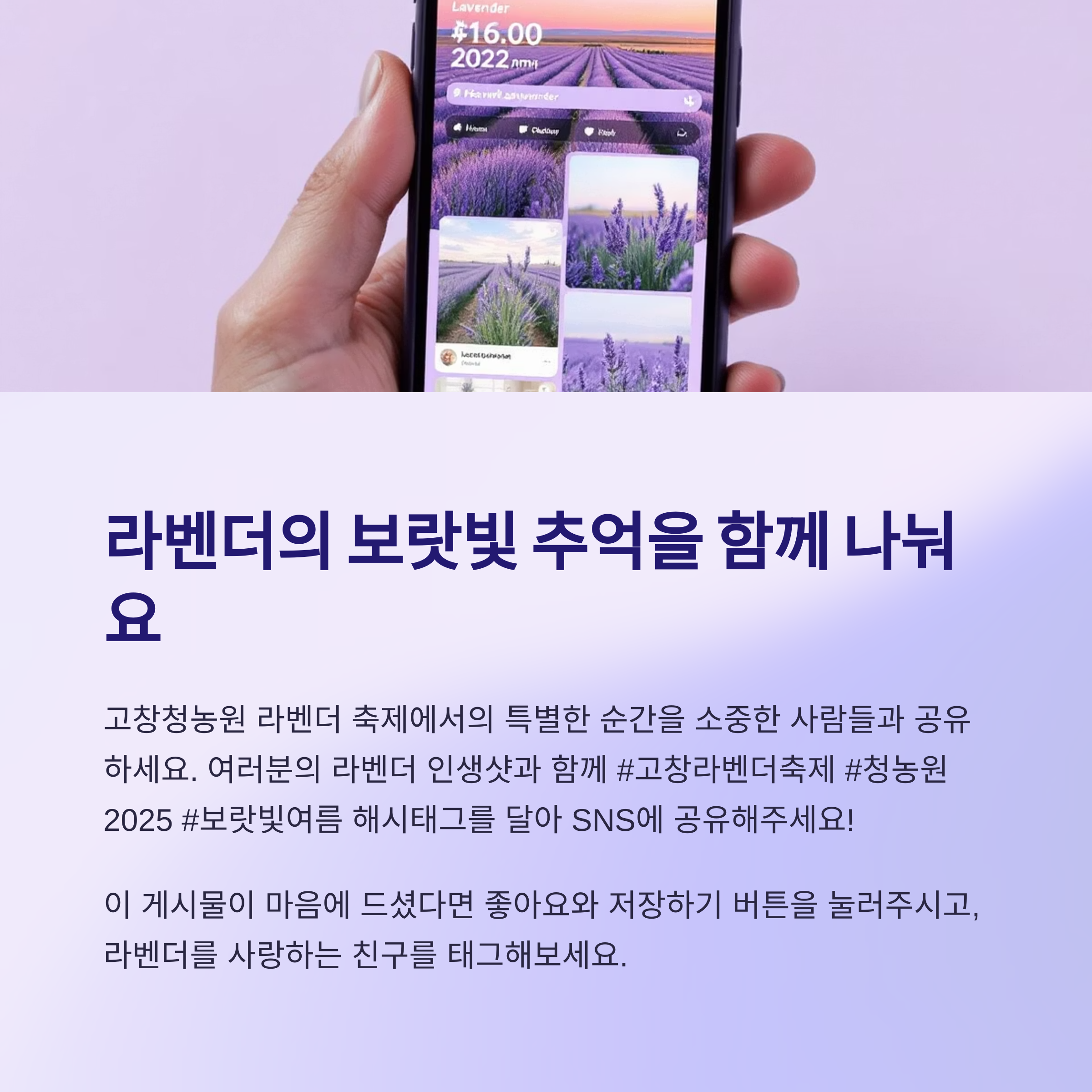 고창청농원 라벤더 축제 2025