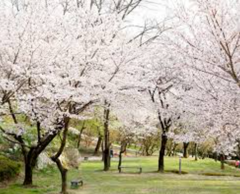  김해 벚꽃 명소