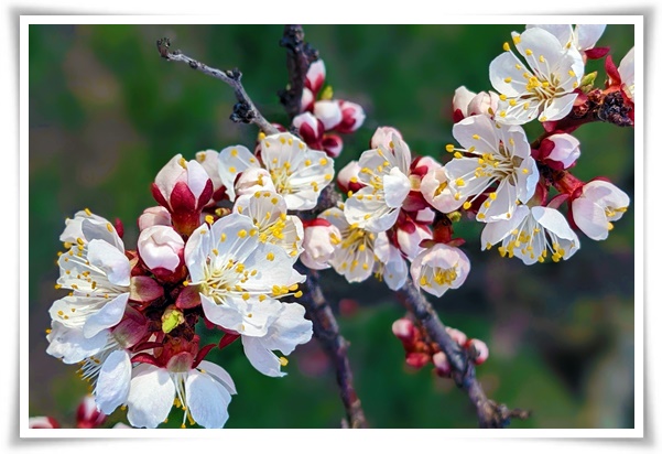 "살구꽃과 살구" 수줍은 듯 피어나는 봄 날의 은밀한 분홍빛 속삭임!