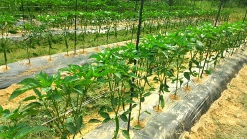 고추-재배방법-고추지지대-설치