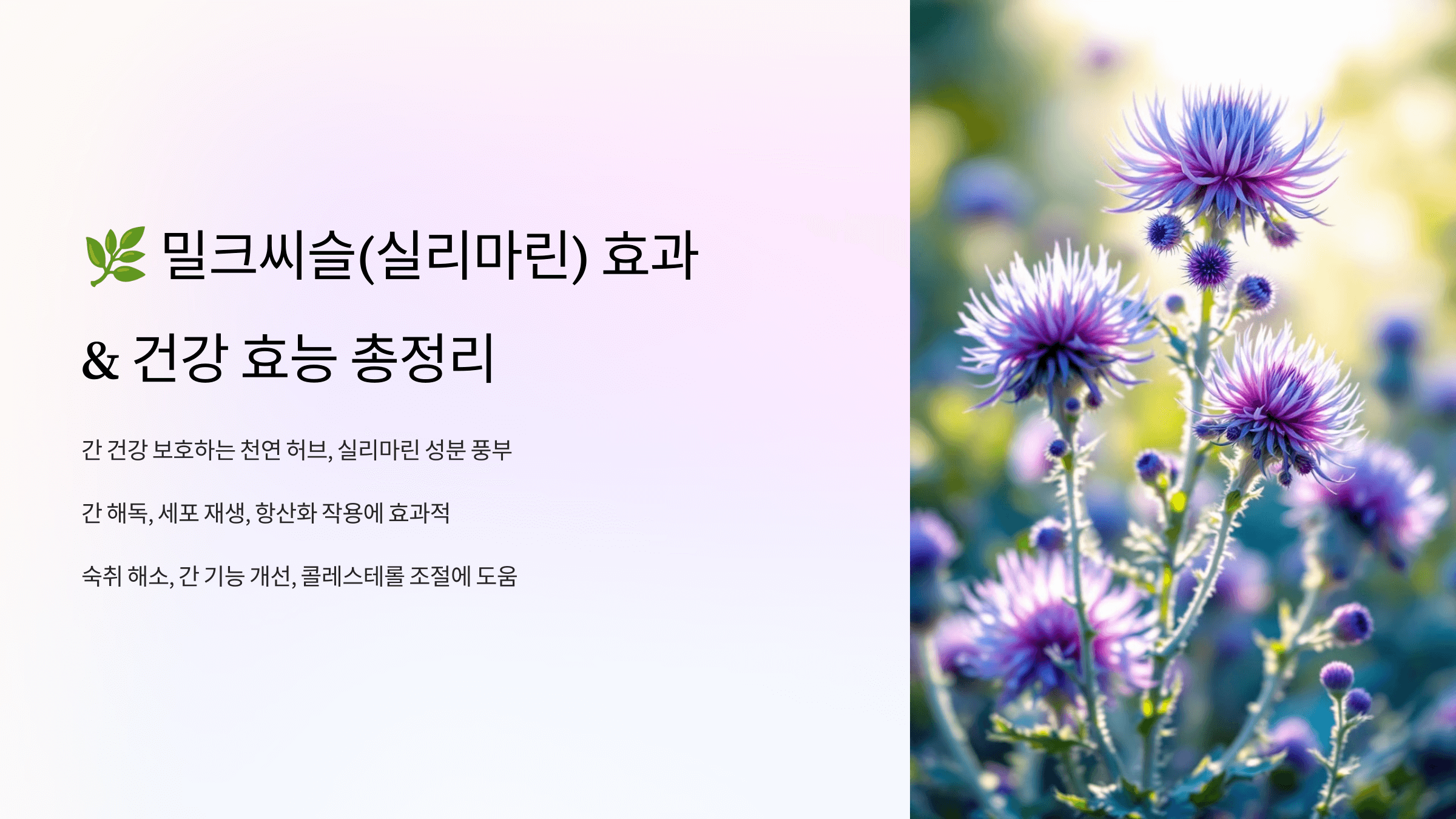 밀크씨슬 사진입니다.