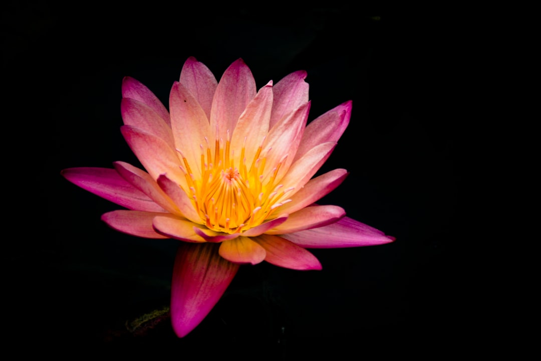 Flower Expo