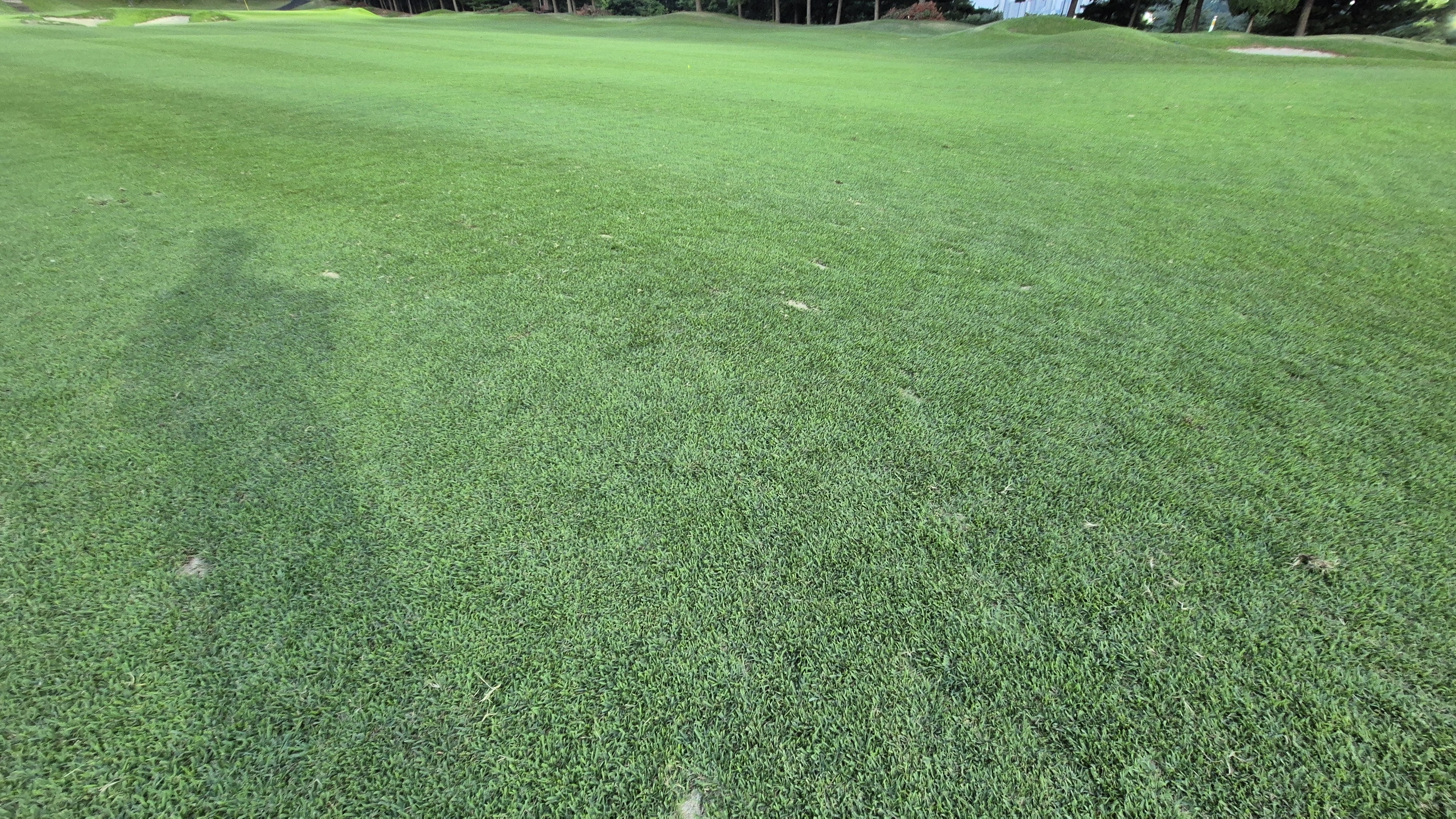 태광cc 북-서 코스 라운드 후기