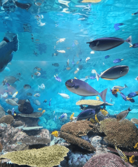 코엑스아쿠아리움