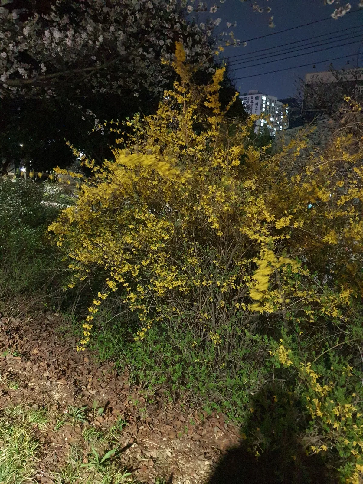 부산-사상구-삼락-생태공원-게나리-구경