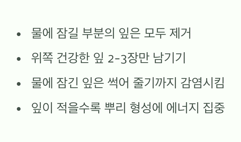 물꽂이의 핵심, '잎 정리'