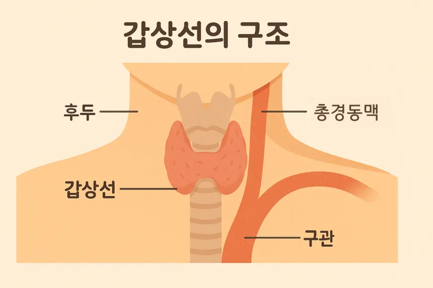 갑상선