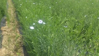 아마 재배 파종 시기 잡초 관리 섬유용 수확_33