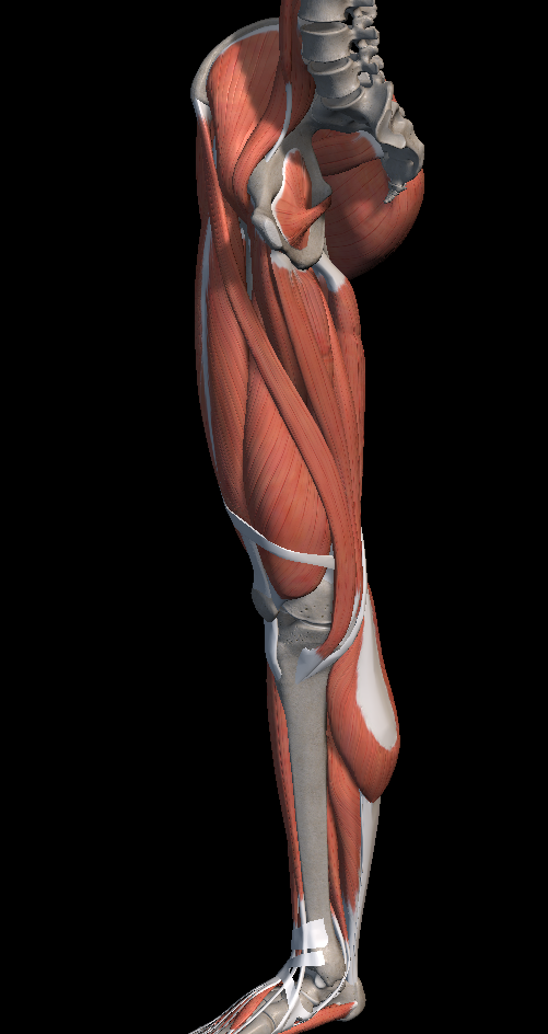 스쿼트 무릎 통증 원인