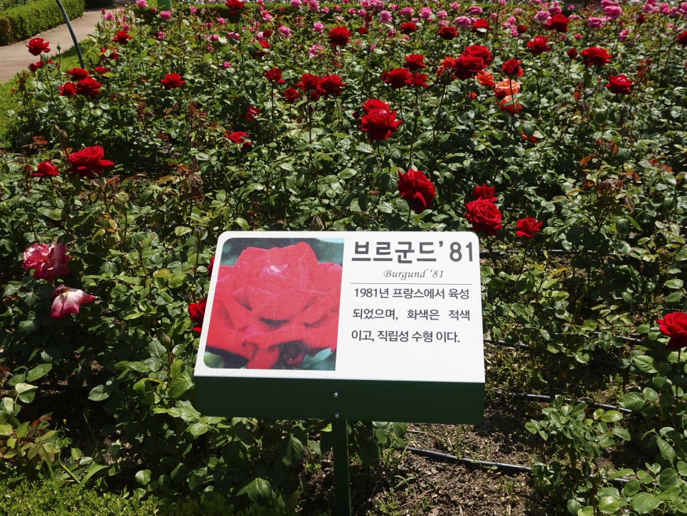 부산 정관 윗골공원