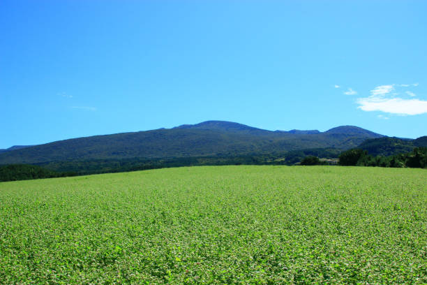 수경재배에서 인공지능(AI) 활용한 실시간 영양소 조절 시스템