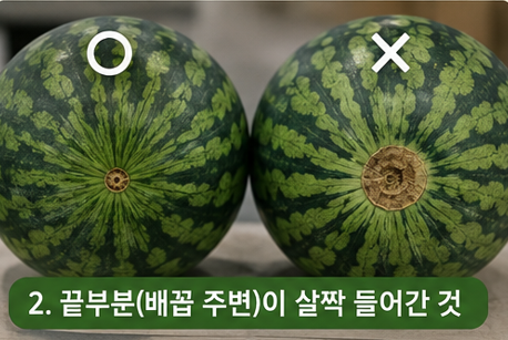 배꼽부분 들어간 것
