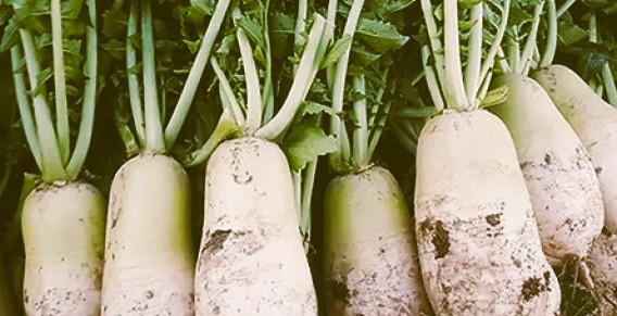 가지런히 놓인 싱싱한 한국의 무우