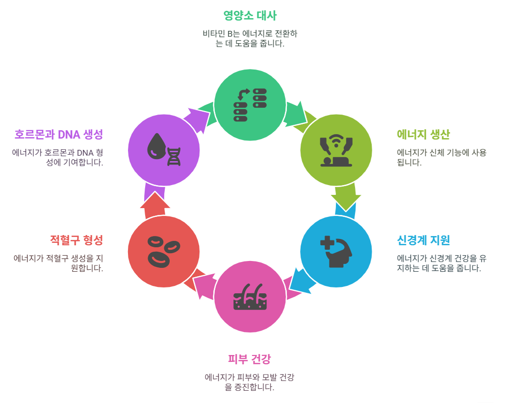 비타민B 중요성