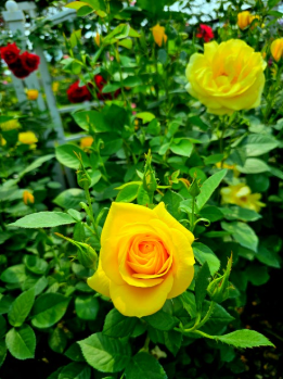 고양꽃박람회 야외 전시장 풍경