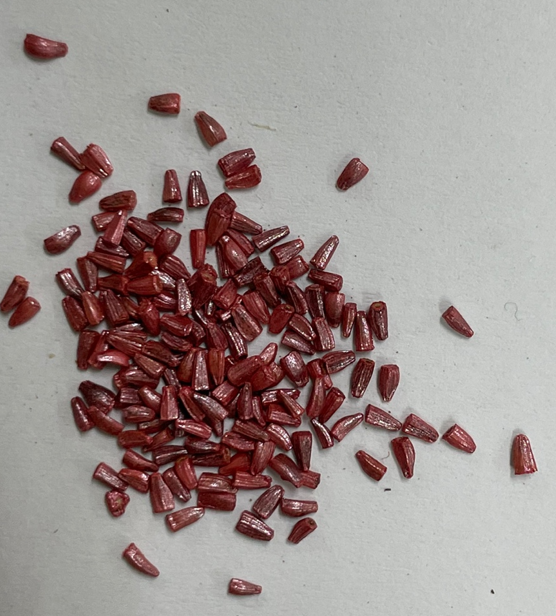 레드치커리 씨앗